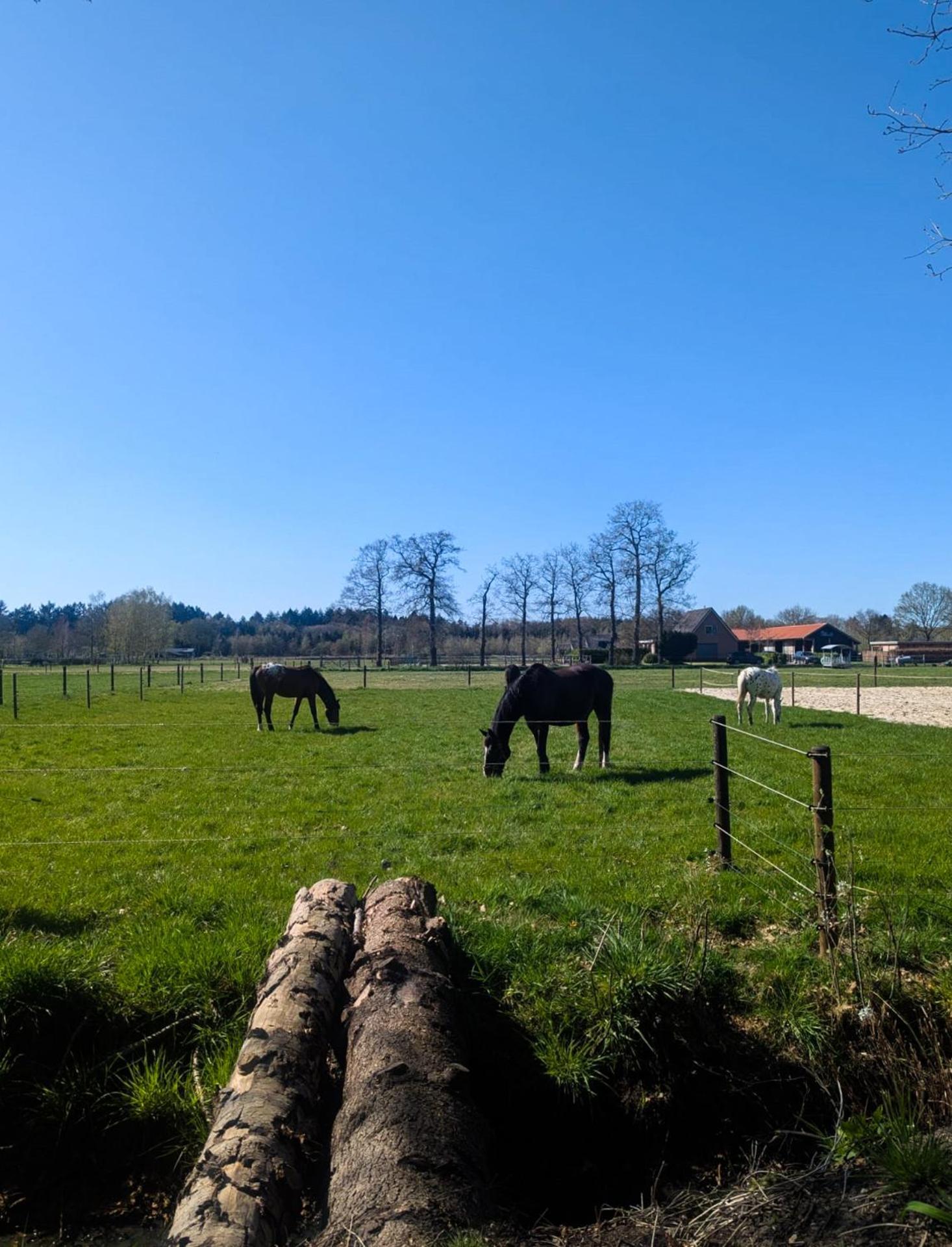 Hotel Chique Chalet Met Zicht Over De Weilanden Op De Veluwe Epe Dış mekan fotoğraf